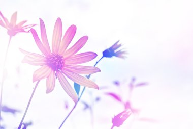 Bir arka plan yaz manzara sarı yıldız çiçeği çiçek