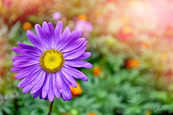 애 스 터 배경 여름 풍경에 화려한 꽃 — 스톡 사진