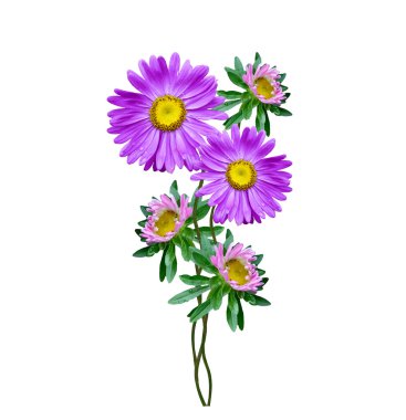  Beyaz arka plan üzerinde izole Michaelmas'la papatya çiçekler