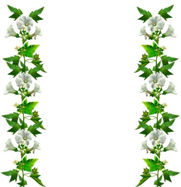 Mallow çiçekleri beyaz arkaplanda izole edilmiş