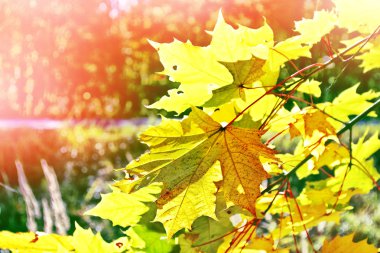 sonbahar manzara renkli parlak ağaçları ile. Pastırma yazı