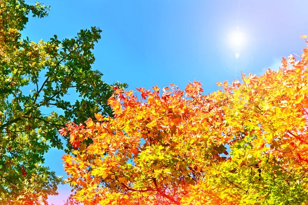 Paisaje de otoño con árboles brillantes de colores. Verano indio —  Fotos de Stock