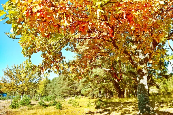 Herbstlandschaft mit bunten, hellen Bäumen. Indischer Sommer — Stockfoto