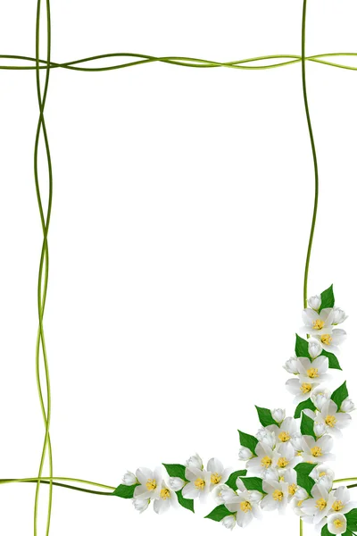 ジャスミンの花が白い背景で隔離の支店。春 — ストック写真