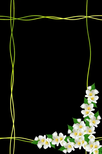 茉莉花在黑色背景上孤立的一个分支。春天 — 图库照片