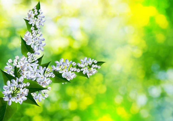 Paisaje primavera. Rama fragante de hermosas flores lila . —  Fotos de Stock