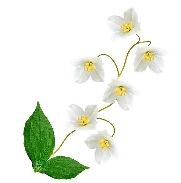 Vit jasmin blomma. — Stockfoto