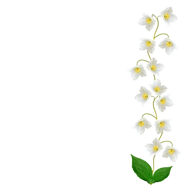 Fiore di gelsomino bianco . — Foto Stock