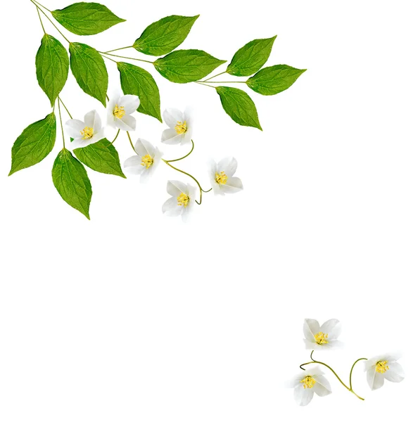 Белый жасминовый цветок . — стоковое фото