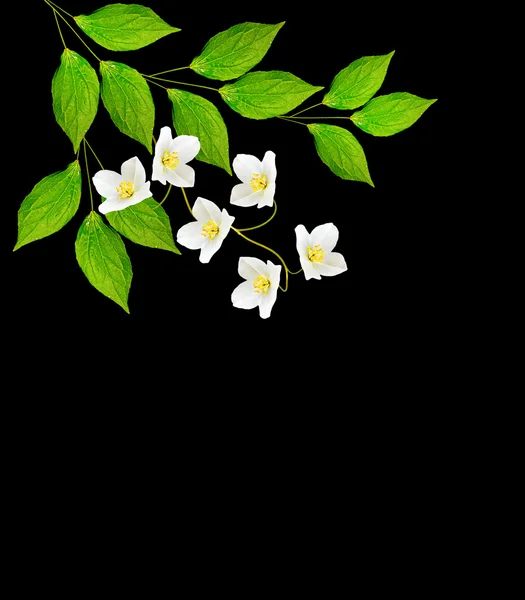 Jázmin virágok elszigetelt fekete háttér ága. tavaszi — Stock Fotó