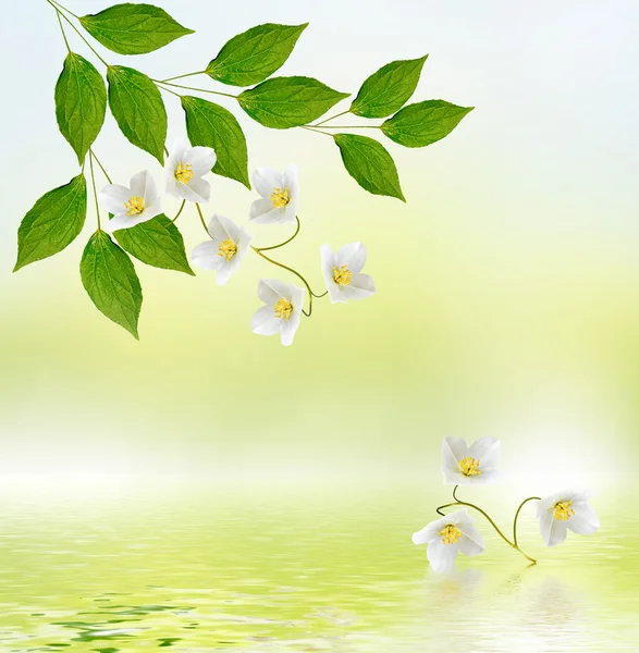 Jasmim branco O ramo delicadas flores de primavera — Fotografia de Stock