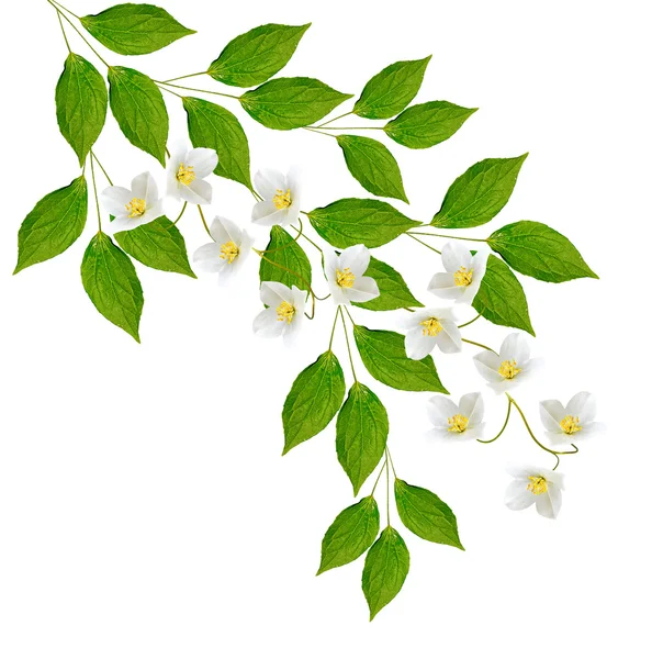 Білі квіти однолітні . — стокове фото