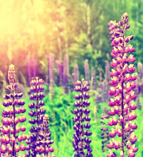 Летний пейзаж с красивыми яркими цветами люпина — стоковое фото