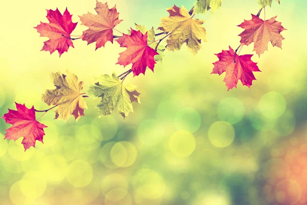 秋天的风景。美丽的树叶。七彩树 — 图库照片