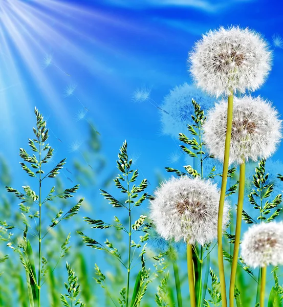 Zelená tráva na modré obloze pozadí — Stock fotografie
