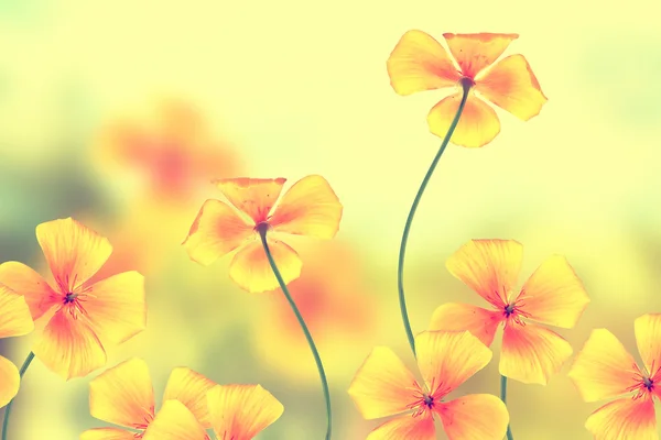 Colorati bellissimi fiori eschscholzia sullo sfondo del — Foto Stock