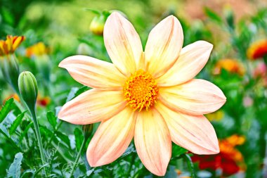 Yaz landsca arka plan üzerinde renkli çiçekler dahlia