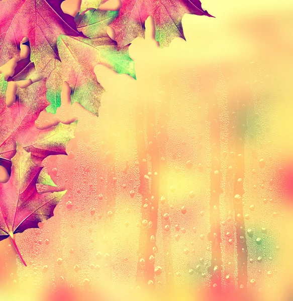 Φθινοπωρινό τοπίο. Όμορφα φύλλα. Πολύχρωμα δέντρα. Ινδική summ — Φωτογραφία Αρχείου