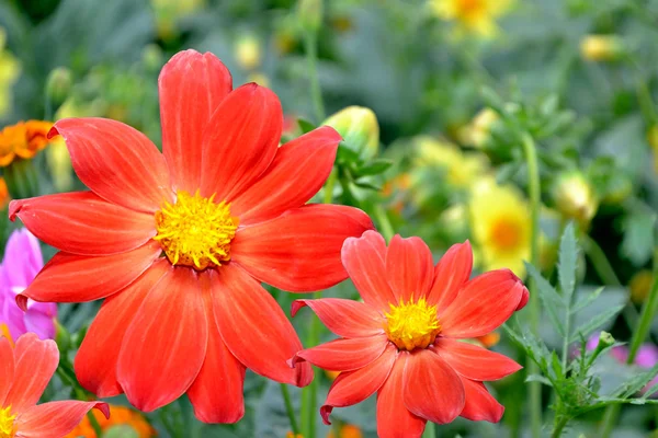 Flores coloridas dalia en el fondo de la landsca de verano —  Fotos de Stock