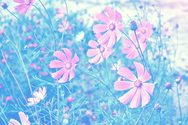 배경 여름 풍경에 화려한 코스모스 꽃 — 스톡 사진