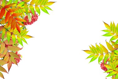 Beyaz arka plan üzerinde izole renkli sonbahar yaprakları. Hint toplamı