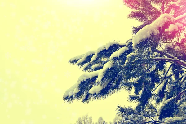 Floresta na geada. Paisagem de inverno. Neve árvores cobertas — Fotografia de Stock