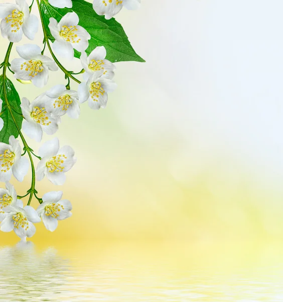 White jasmine flower. — Stock Photo, Image