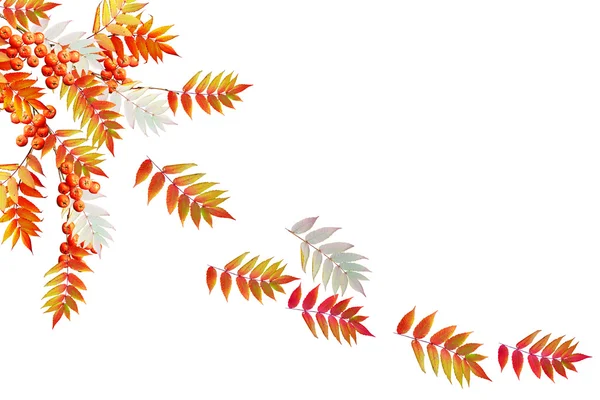 Colorido follaje otoñal aislado sobre fondo blanco. Suma india — Foto de Stock