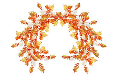 Beyaz arka plan üzerinde izole renkli sonbahar yaprakları. Hint toplamı