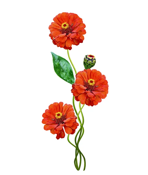 Autumn flowers zinnias isolated on white background — Stock Photo, Image