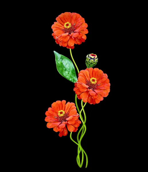 Fleurs d'automne zinnias isolé sur fond noir — Photo