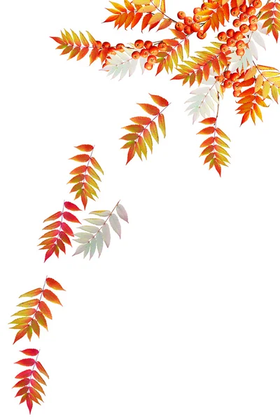 Colorido follaje otoñal aislado sobre fondo blanco. Suma india — Foto de Stock