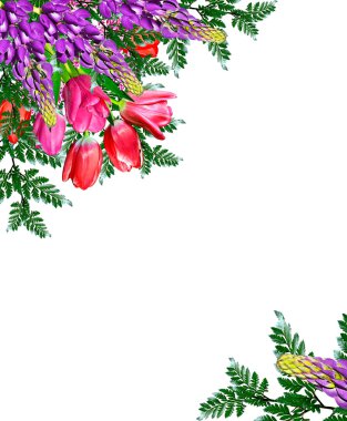 bahar çiçekleri beyaz arkaplanda izole laleler. 