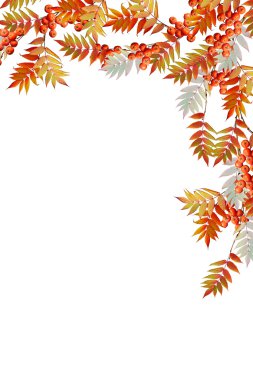 Beyaz arka plan üzerinde izole renkli sonbahar yaprakları. Hint toplamı