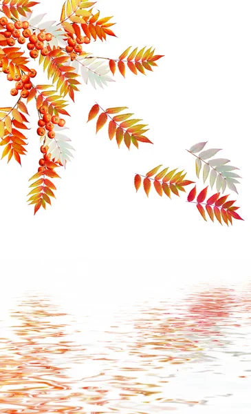 Kolorowych liści jesienią na białym tle. Sum indyjski — Zdjęcie stockowe