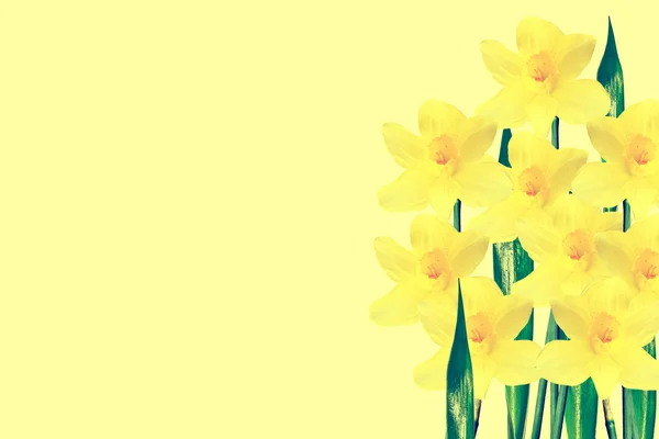 Νάρκισσος λουλούδια άνοιξη που απομονώνονται σε κίτρινο φόντο — Φωτογραφία Αρχείου