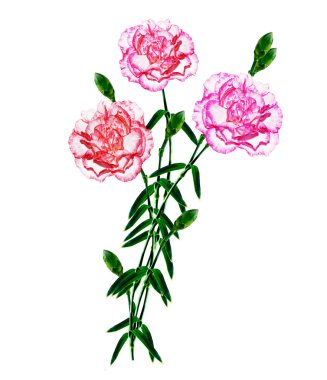 çiçekler karanfil buketi.