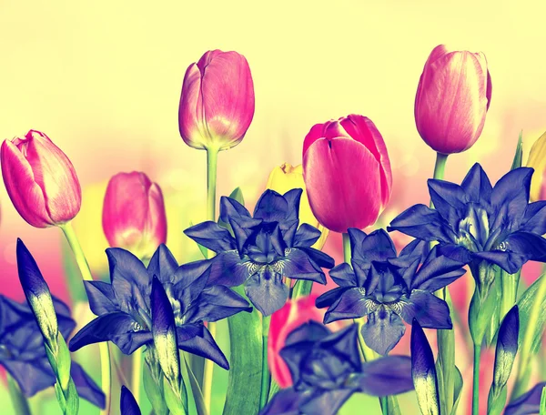 Rosa gelbe Tulpen und blaue Schwertlilien — Stockfoto