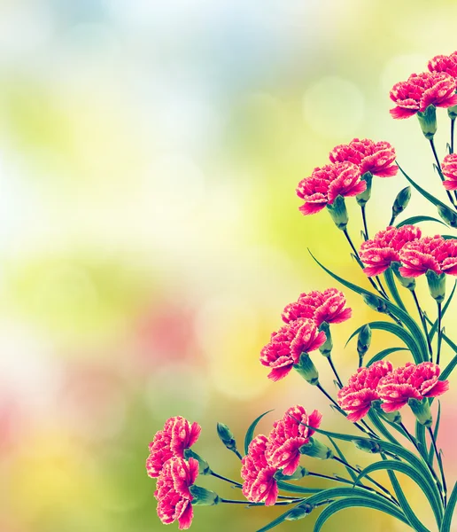 Branch bright colorful flowers carnations. Summer. nature. — Stock Photo, Image