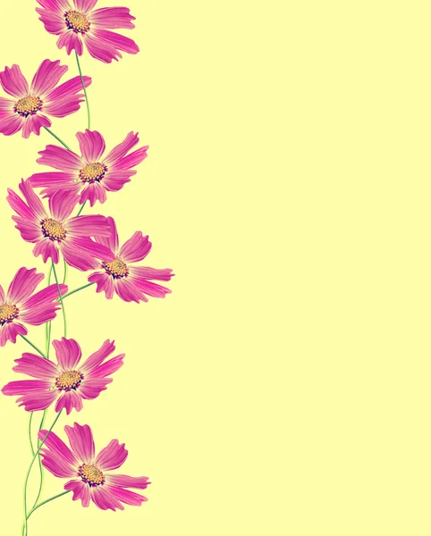 Cosmos flowers isolated on yellow background — Stock Photo, Image