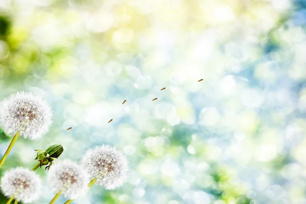 Pissenlit moelleux fleur sur le fond du lan d'été — Photo