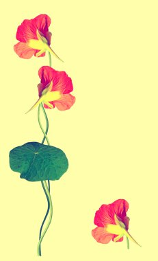 izole sarı arka plan üzerinde nasturtium çiçekler
