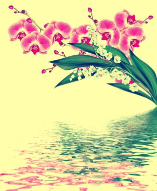 Beyaz arkaplanda izole edilmiş orkide çiçeği.