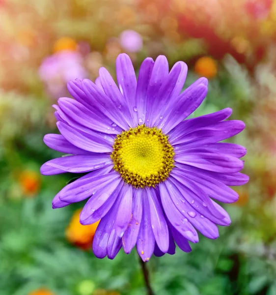 Pink aster colorful flowers on a background summer landscape — Stock Photo, Image