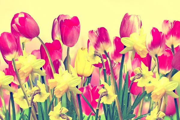 Renkli bahar çiçekleri parlak nergis ve laleler — Stok fotoğraf