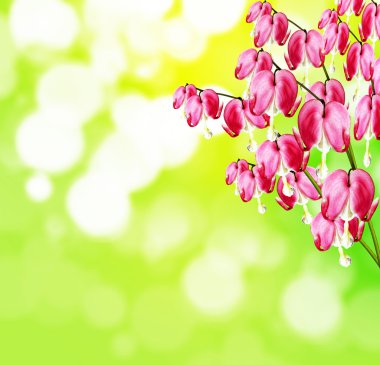 kalbi kanayan Pembe çiçek