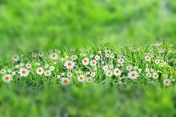 Wildflower daisies. Summer landscape. Abstract background of gre — Stock Photo, Image