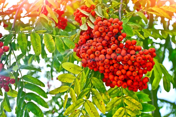 Trsy barevné bobule mountain ash na pozadí t — Stock fotografie