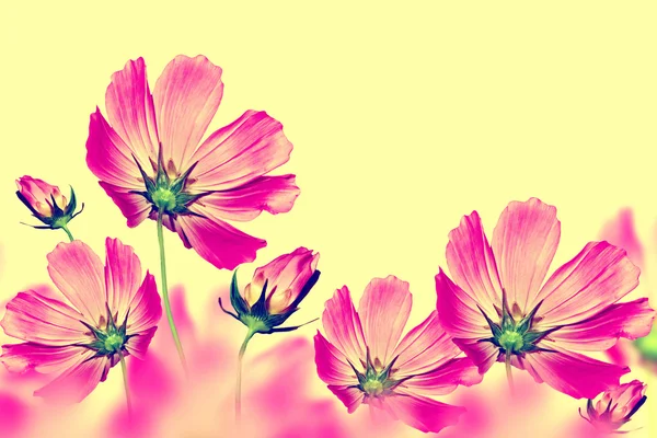 Fényes és színes virágok kozmosz. virágos, háttér — Stock Fotó