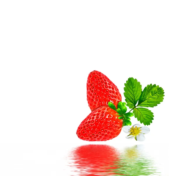 Branche de fraises isolée sur fond blanc — Photo